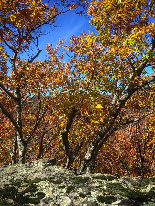 Hiking with Optimal Process